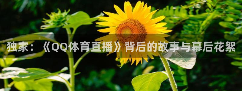 独家：《QQ体育直播》背后的故事与幕后花絮