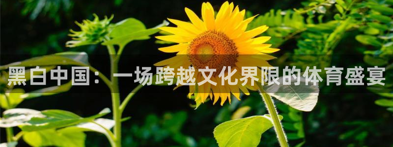 黑白中国：一场跨越文化界限的体育盛宴
