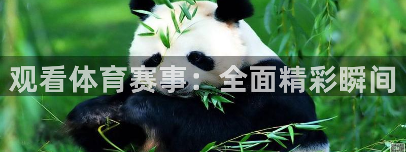 观看体育赛事：全面精彩瞬间