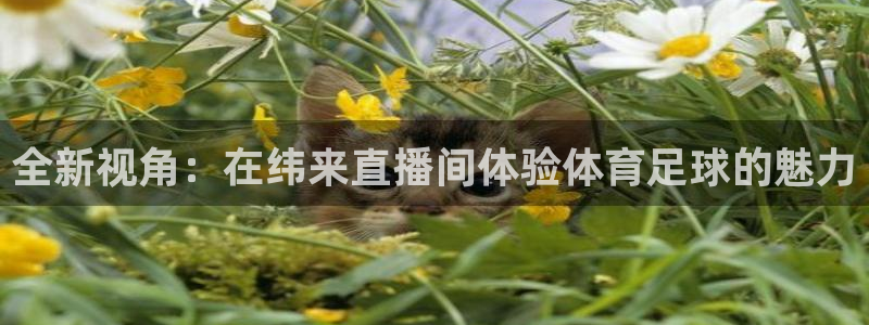 全新视角：在纬来直播间体验体育足球的魅力